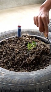 80K views · 481 reactions | Growing potatoes inside car tires 凜 | DIY Balcony Garden | Facebook