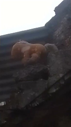 me encontré al caballo homosexual de las montañas 👀 #yosoydelos7mil #memes#invencible