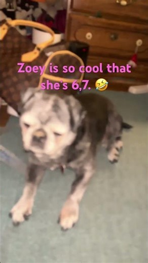 Zoey is 6,7 cool 🤣 #67trend #pugshorts #relatable