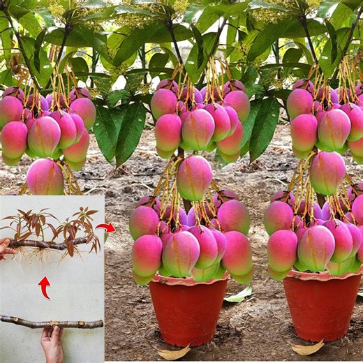 Skill Propagation_ Mango Tree Growing Fast - Use Lemon to Get a Lot of Fruit | Tree Garden
