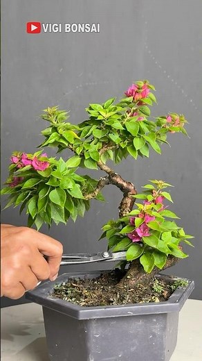 Flowering Bougainvillea Bonsai