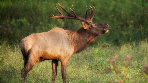 Woman dies after elk trampled her