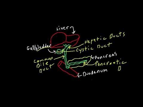The Biliary Tree / Bile Ducts