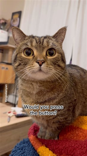 Ringo the Cat on Instagram: "What‘s your choice?!✅ . . . . . #cats #catsofinstagram #funnycats #funnycat #catsgram #cats_of_world #にゃんすたぐらむ #냥스타그램"