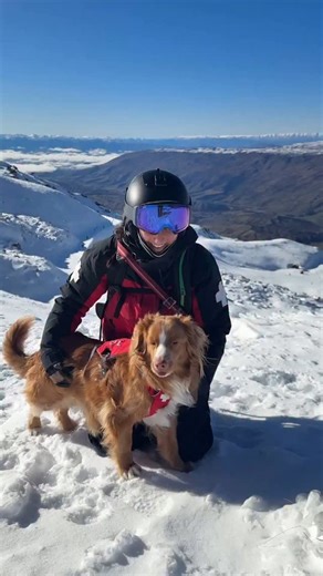 7K views · 112 reactions |  Meet Nala, one of our Cardrona Search and Rescue Avalanche dogs. Once described as the “Taylor Swift of avalanche dogs” she’s sassy, pretty and highly talented  ❤️ Nala loves her handler Aimee, and her favourite glove 理but she’s not always a fan of pats so please ask for permission first if you see her on the hill! P.S. Can you guess Nala’s breed? 樂  @lexparso | Cardrona Alpine Resort, NZ | Facebook