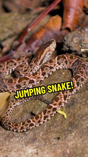 Wild Encounter with a Baby Fer-de-lance in Costa Rica
