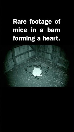 Rare footage of mice in a barn forming a heart.