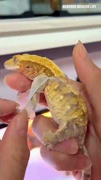 Amazing! Relaxing Crested Gecko Shedding Process Up Close 2 #reptiles #shedding #lizardskinpeeling
