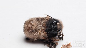 What's the buzz? We've got a new episode coming your way tomorrow about bees! 🐝 | Deep Look • PBS