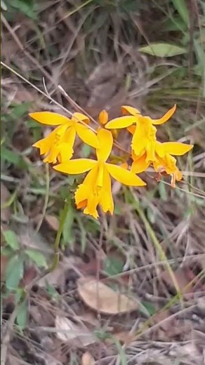 Bella orquidea Epidendrum radicans