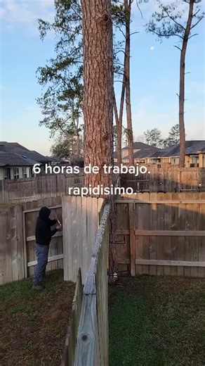 Chapin Memories: The Story of a Dead Tree