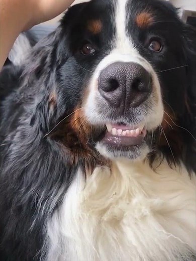 Pretending to pet the dogs but not actually doing it to see their reactions?