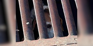 Beagle rescued from storm drain in Hendersonville