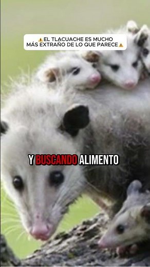 The opossum is MUCH rarer than it seems