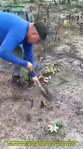 Direktpflanzung: Vermehrung von Sträuchern in sandigem Boden mit Machete und Stecklingen
