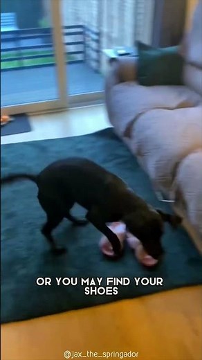 Springador 🐶 One Of The Most Beautiful Crossbreed Dogs #shorts