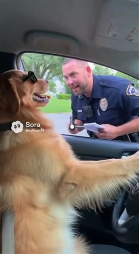 Dog gets pulled cop #cop #fyp #funny #dog