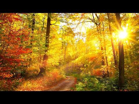 "Quiet October Morning" Beautiful Relaxing Music, Peaceful Soothing Music by Tim Janis