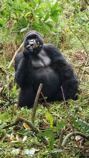 What do mountain gorillas eat? #gorillas #gorillasafari #gorillatour #wildlife #gorillatrekking ?