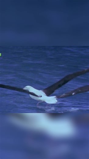 Albatrosses and Humans: A Successful Coexistence