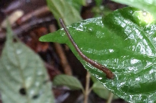 Meet the world’s first known jumping leech … if you dare
