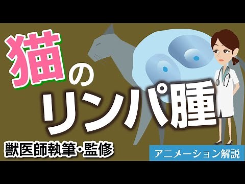 猫のリンパ腫について【獣医師執筆監修】症状から治療方法まで