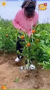 沙糖桔树苗地栽盆栽南方北方种植橘子树苗柑桔果树果苗嫁接砂糖橘 #沙糖桔树苗 推荐