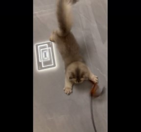 Playful kitten mimics jingling toy in Shanghai, China