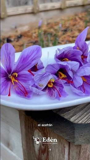The flower of the saffron, the famous red gold
