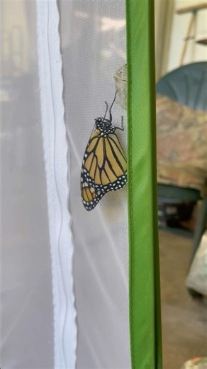 Habitat round 2 welcomes 1st hatchling ‪@MyGardenDonkey‬