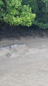 12K views · 16K reactions | ‘Weight Distribution’ If you jumped into that mud you’d sink up to your waist. You’d be parked up proper. Not to worry, one of these friendly, big toothed death tractors would come and pull you out soon enough.  Saltwater Crocodile Northern Territory Australia | Wildman Adventures | Facebook