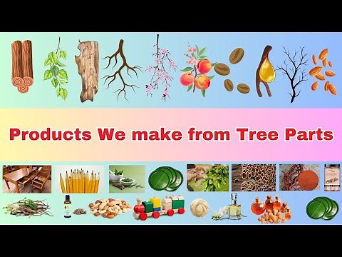 Things we made from Wood parts | What We Get from Trees | Tree Parts and Their Uses | UKG