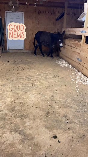 🎉 Great news to start the week! If you came to Flocktoberfest, you know that our favorite naughty donkey had a serious hoof abscess; he was limping and confined stall rest. Great news: the abscess ruptured overnight and he is comfortable and walking again! We’re so happy to see him feeling better! 💜 | Naughty Donkey Farm Sanctuary