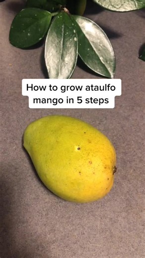 How to grow ataulfo mango🌱 #ataulfo #alfalfa #mango #learnfromme #inthegarden #howtowithjessie #BearWeek #5steps #foryoupage #planttips #gardening101