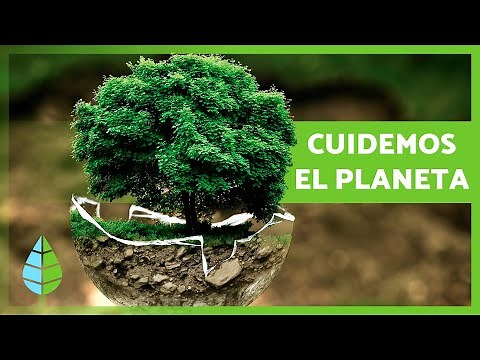 ¿Cómo podemos AYUDAR al MEDIO AMBIENTE? 🌍💚 7 Consejos para Cuidar el Planeta