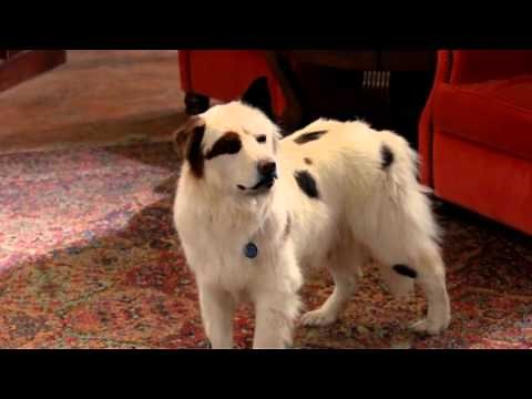 Dog With A Blog - The 3 Year Anniversary