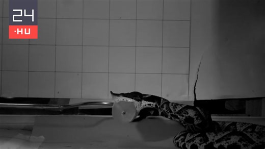 Elképesztő videón mutatták be, milyen gyorsan támadnak a mérges kígyók | 24.hu
