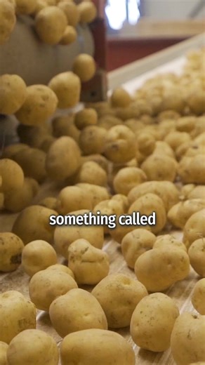 🔥 VANDY is officially back In stock! Our classic potato chips are seed oil free and use naturally grown potatoes fried to a golden crisp in grass-fed tallow, finished with sea salt. For a limited time with our new sample pack, you can get 4 bags of Vandy’s most popular flavors for free. Warning: you may never be able to eat other seed-oil cooked “potato chips” again. | VANDY Crisps