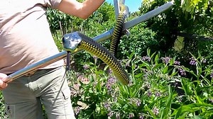 Rescuing the Deadly Boomslang From a Garden