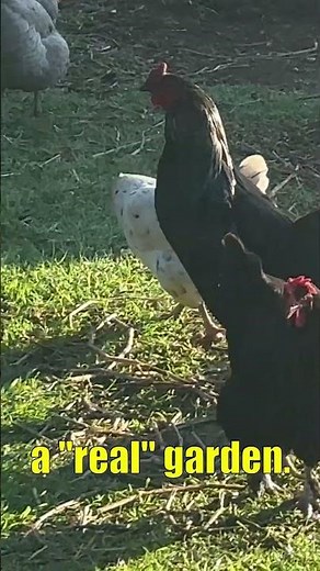 Start Small, Dream Big #homesteading #smallfarm