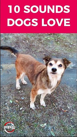 10 Sounds dogs love to hear the most #shorts