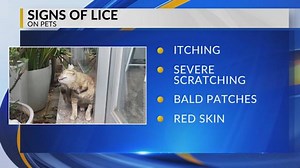 Pet Patrol: Pet lice and treatment