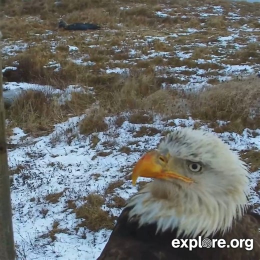 669K views · 10K reactions | "Are you talkin' to me?" | explore.org | Facebook