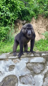 Celebes Crested Macaque Macaca Nigra Known Stock Footage Video (100% Royalty-free) 3555884781 | Shutterstock