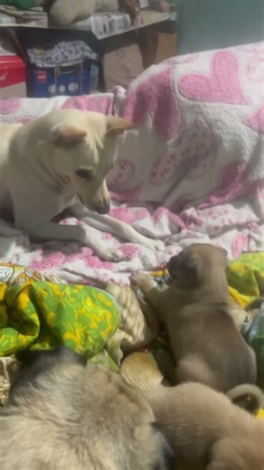 Puppies busy playing ‪@MiniThePug‬ #puppy #mypug #babyanimal #pug #babypet #cute
