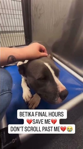 💔🚨BETIKA WAS LEFT TO DIE… PLEASE DON’T LET THIS BE THE END 🚨💔#usa #canada #uk