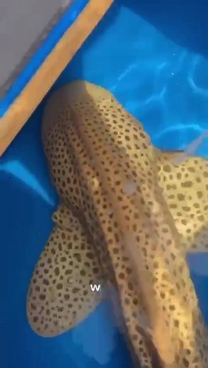 World's Largest Rare Leopard Shark in Home Aquarium
