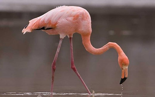 Flamenco - Características, hábitat, alimentación y reproducción