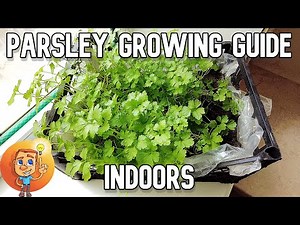 Parsley Growing Guide - How to Grow Parsley Indoors Step by Step (Subtitles)