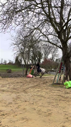 #obstacles #horse #cso #cheval #saut